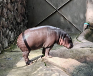 1751351583234.png